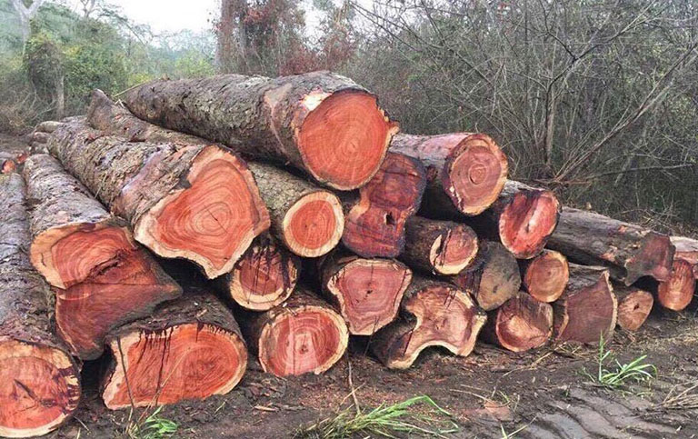 Gỗ Gõ Đỏ trong điêu khắc tranh mỹ nghệ và giá trị chế tác 10 Gỗ hương có tốt không? Có mấy loại? Giá bao nhiêu?